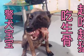 第一次喂警犬宝宝吃生骨，越吃越猛后面直接吞，把肚子撑得圆滚滚视频封面