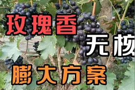 玫瑰香无核膨大方案！葡萄种植户学会自己兑药再也不求人！视频封面