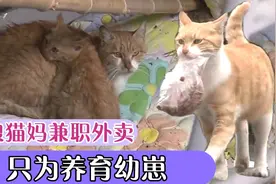 猫妈为养育幼崽被迫跑外卖，背后是怎样的故事？视频封面