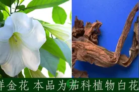 单味中药助记小视频·洋金花视频封面