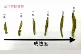 龙井茶6个等级国标标准样试喝，最后茶学教授总结40年心得，受用视频封面
