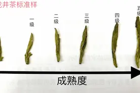 龙井茶6个等级国标标准样试喝，最后茶学教授总结40年心得，受用视频封面