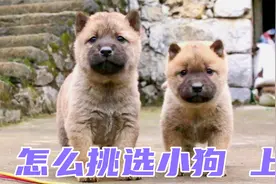 用这个方法，可以挑一只忠诚大胆，聪明听话的小狗视频封面