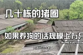 若大的养猪场离居区100多米，到底能不能养狗？大家给个意见视频封面