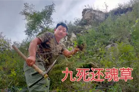 人们只知道九死还魂草能当盆栽，却不知它还有这种作用？你知道吗视频封面