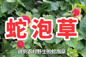 农村一种野草名叫蛇泡草，又名蛇莓，价值高用处多遇见请珍惜视频封面