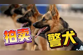 警犬也能买?真的有，还带芯片，童叟无欺！视频封面
