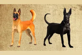 农村最好养的六种狗，忠诚守卫主人财产安全，最后一种每家都养它