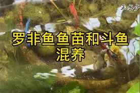罗非鱼鱼苗和泰国斗鱼放养式混养，养个半个月，鱼苗居然长大了视频封面