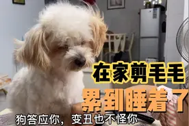 自己动手给狗狗剪毛，小狗特别乖巧配合，怕被剪残一脸担忧好可爱