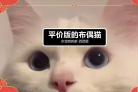 平价版的布偶猫