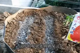 老人教我一种种萝卜的方法，只要撒上两把，萝卜无病无虫出芽快。视频封面