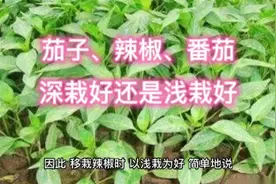 栽培茄子、辣椒、番茄，深栽好还是浅栽好？选大苗还是先小苗？视频封面