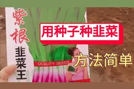 用种子种韭菜，想要种子出芽率高   苗齐  苗壮，用农民的老方法视频封面