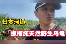日本野生乌龟泛滥成灾，小伙打算去河边抓几个野生巴西龟当宠物养视频封面