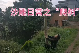#沙雕 #搞笑 #搞笑视频 沙雕日常 之“爬木瓜树”视频封面