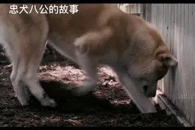 狗狗用一生的时间 等待逝去的主人视频封面