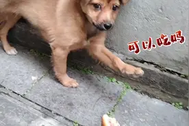 小狗腿被撞伤一直不能动，今能走路了，给一块肉，竟然不好意思了