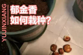 将自己买回来得到郁金香种了，跟我来学习一下如何种郁金香吧！视频封面