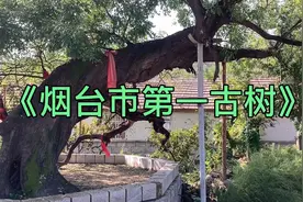 《烟台市第一古树》推荐指数：⭐️⭐️⭐️⭐️⭐️