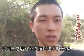 街上买回来的鸡不吃稻谷米饭怎么办？小伙教你一招轻松解决视频封面