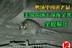 老鼠闯进鸭场作乱！且看美国农场主如何深夜突袭抓捕，全程解压！视频封面