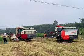 四川收割机开到广西，两台机割一田稻谷每亩100元，大家觉得值吗视频封面