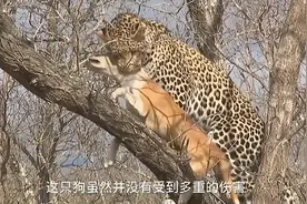 养狗狗的要注意，十个惊悚的时刻，家养狗子被猛兽袭击视频封面
