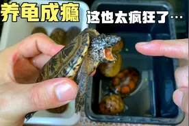 养乌龟已成为新型“毒瘾”能使人兴奋茶饭不思…你中招了吗？视频封面