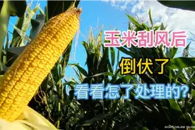 玉米还没成熟，狂风大雨过后倒伏了，看看怎样处理才能不减产视频封面