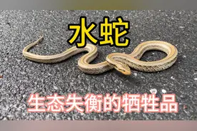 水蛇、三线蛇、红纹滞卵蛇、红点锦蛇