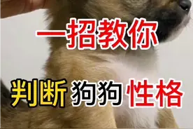 一招教你判断狗狗性格
