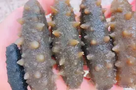 这才是海参刺参泡发的正确做法，掌握这两步，个个饱满营养不流失