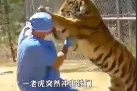 凶猛老虎与饲养员肉搏，结局让人哭笑不得。视频封面