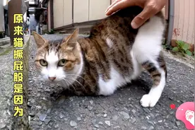 小巷子里的狸花猫爱撅屁股谁知道这是什么原因欢迎评论区交流🧐视频封面