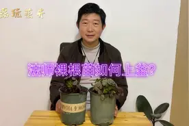 网购的法师裸根苗如何上盆？做好这几点，法师服盆快，长势好视频封面