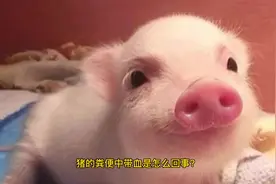 猪粪便中带血是怎么回事？技术老师告诉你怎么解决图片