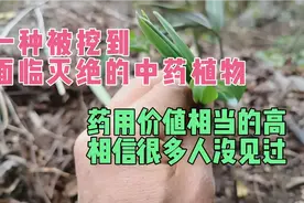 一种被挖到面临灭绝的中药植物，其药用价值很高，很多人没见过。视频封面
