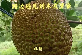 绿色水果木波萝密，大自然的野生波萝无公害的水果，在大山生长的视频封面