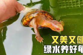 分享龟粮正确投喂方法，让乌龟远离肠胃炎，看看小伙绿水养龟成果