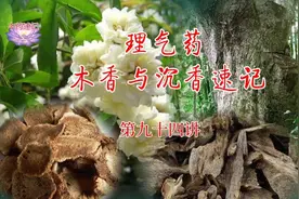 中药速记第九十四讲   木香与沉香速记视频封面