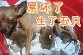 两岁小鹿犬意外怀孕 突然间生产了一回就生了5只小奶狗这怎么办啊