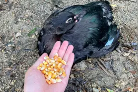 鸭鸭有心事了，下雨天躺平淋雨视频封面