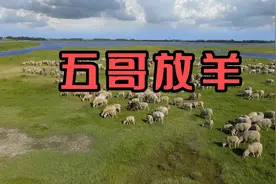 著名女歌唱家演唱的山西民歌《五哥放羊》韵味十足，好听至极！视频封面