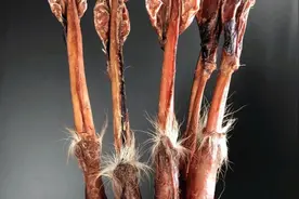 鹿鞭的作用视频封面