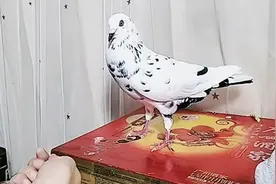 手养鸽子，到家第九天的小鸽子，训练亲和力，上手，训放盘飞