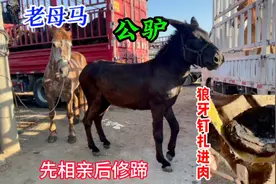 老母马和3岁公驴相亲配种，狼牙钉扎进肉蹄3年，精修后孕育骡子驹视频封面