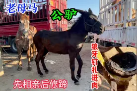 老母马和3岁公驴相亲配种，狼牙钉扎进肉蹄3年，精修后孕育骡子驹视频封面