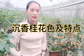 沉香桂花色及其特点，正在盛放中的金桂系品种视频封面