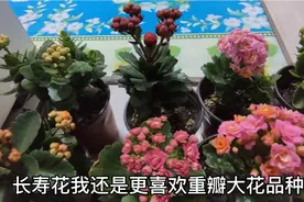 重瓣大花长寿花小苗花期太长了，喜欢它是有原因的视频封面